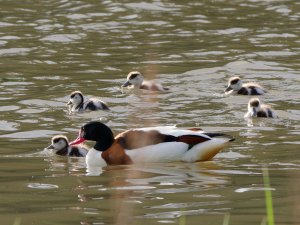 Shelduck with chicks