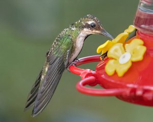 Black-throated Mango (juv)