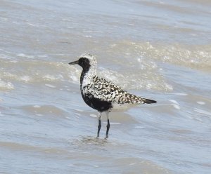 Grey Plover in Breeding plumage