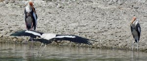 Painted Storks