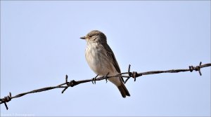 Spotted Flycatcher.