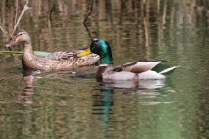 A pair of Mallards