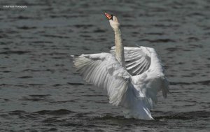 Mute Swan 6148.jpg