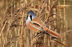 Bearded Tit 5079.jpg