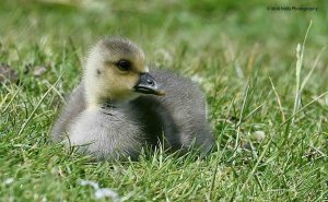 Greylag Goose 6448.jpg