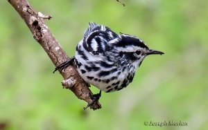 Black-and-white Warbler