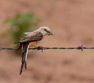 Scissor-tailed Flycatcher, Female