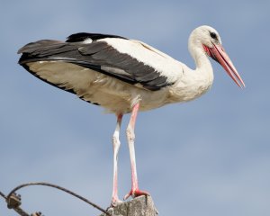 White Stork