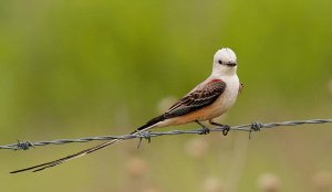 Scissor-tailed Flycatche, Male