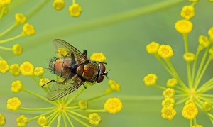 Bronze Bottle Fly