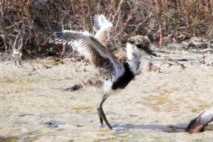 Spur winged Lapwing baby