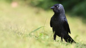 jackdaw