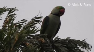 Himalayas-809 : Alexandrine Parakeet First sighting in Dwarahat Valley : Wild India by Renu Tewari and Alok Tewari