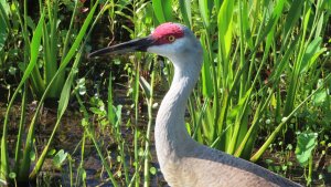 Sandhill Crane Closeup.jpg