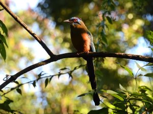 Amazonian Motmot