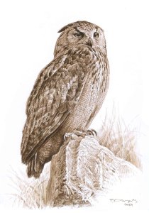 EAGLE-OWL-STUDY.jpg