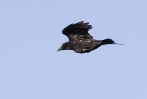 1586 Carrion Crow.jpg