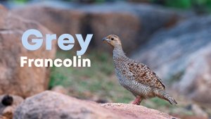 Grey francolin