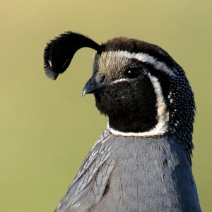 California quail