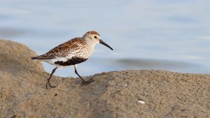 dunlin