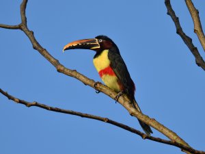 Chestnut-eared Aracari