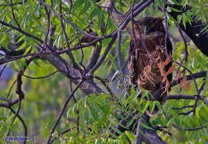 Brown fish owl