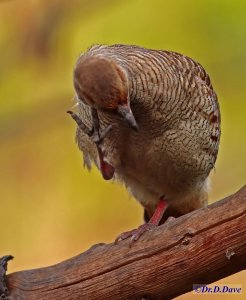 Grey francolin