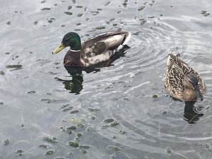 Mallards