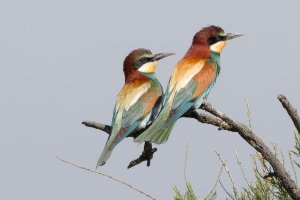 European Bee eater