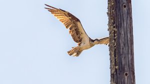 Osprey returning to the nest