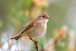 Willow warbler