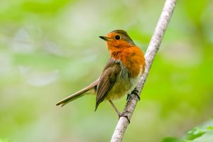 European robin