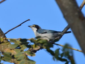 Hooded Tanager