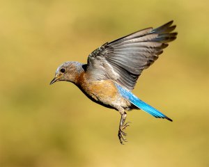 Western Bluebird #3