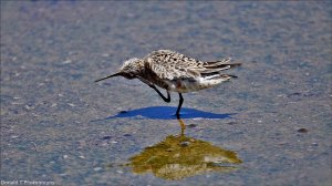 Curlew Sandpiper.