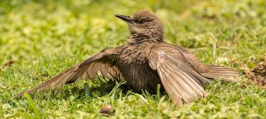 Common Starling, Juvenile