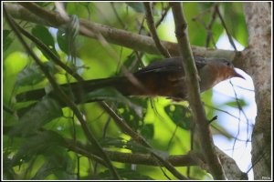 Red-billed Malkoha