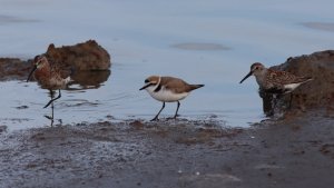 curlew sandpiper, kentish plover and dunlin