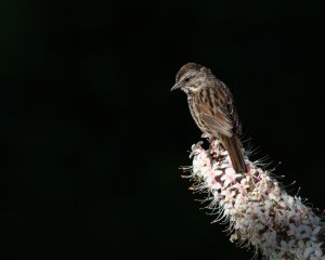 Song sparrow perched on California buckeye flowers