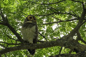 Wood owl