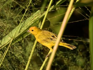 Saffron Finch