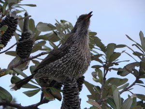 Little Wattlebird calling