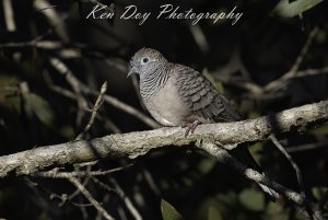 Peaceful Dove.