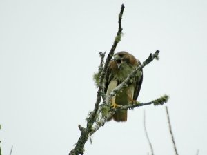 Red Tailed Hawk