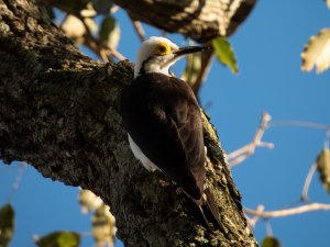 White Woodpecker