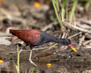 Wattled Jacana