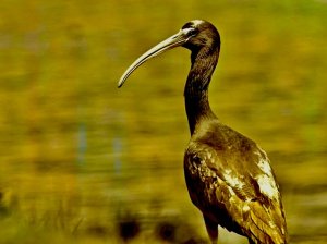 Bronz Ibis.jpeg