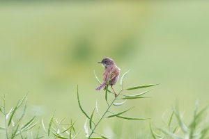 Common Whitethroat