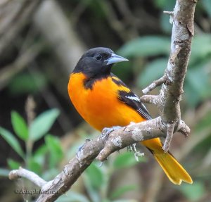 Baltimore Oriole