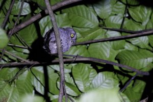 Principe Scops Owl Principe 2024_06_27 101.jpg